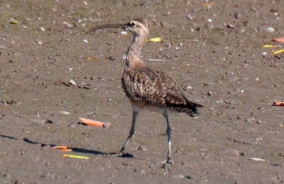 Whimbrel - ML642368831