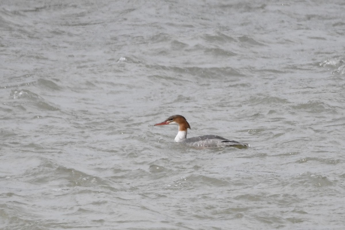 Smergo maggiore (merganser/orientalis) - ML642368835