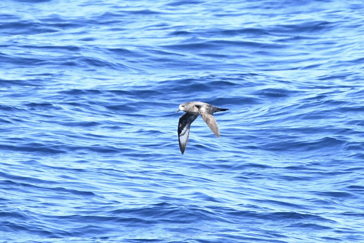 Providence Petrel - ML642368846