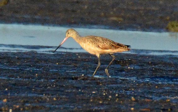 Marbled Godwit - ML642368850