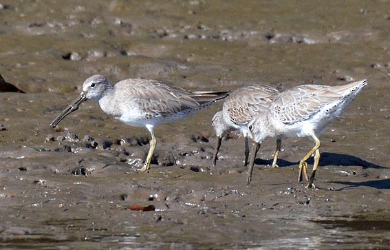 Short-billed Dowitcher - ML642368854