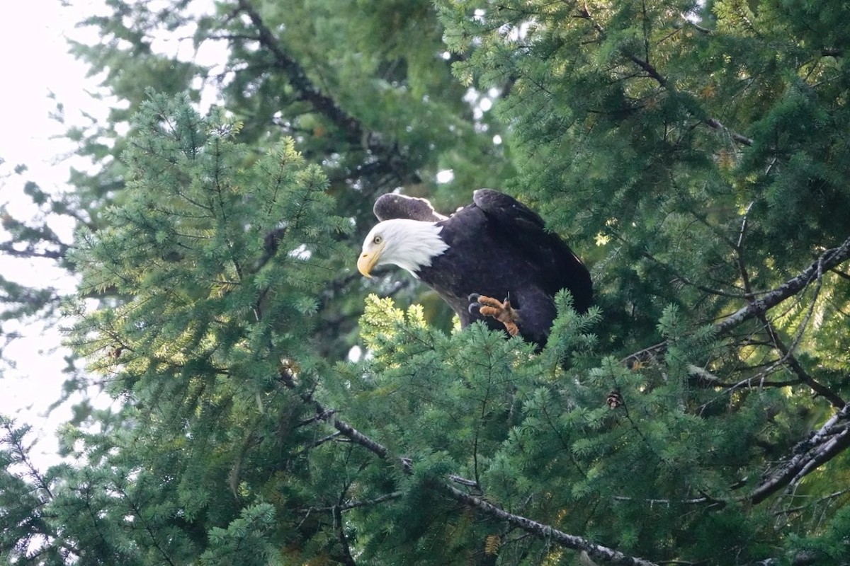Bald Eagle - ML642368855