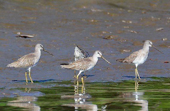Short-billed Dowitcher - ML642368857