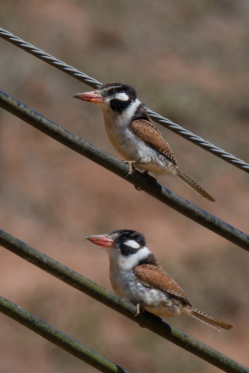 White-eared Puffbird - ML642368858