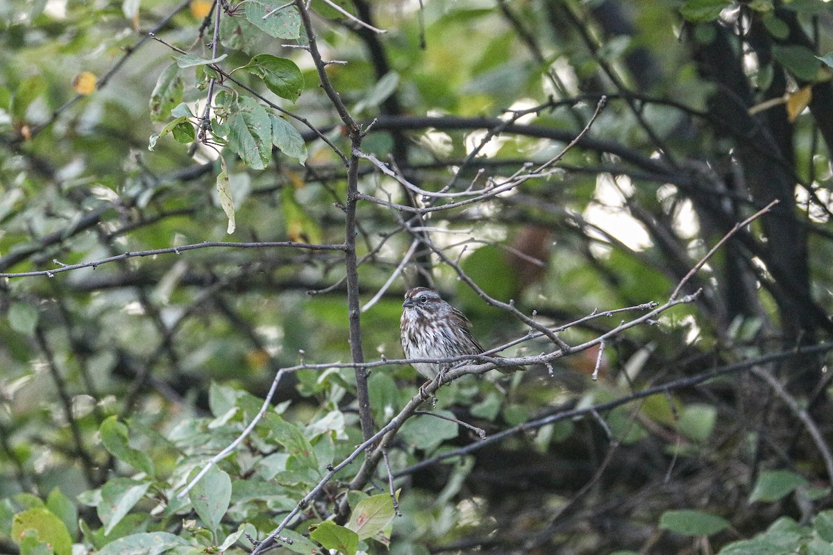 Song Sparrow - ML642368868