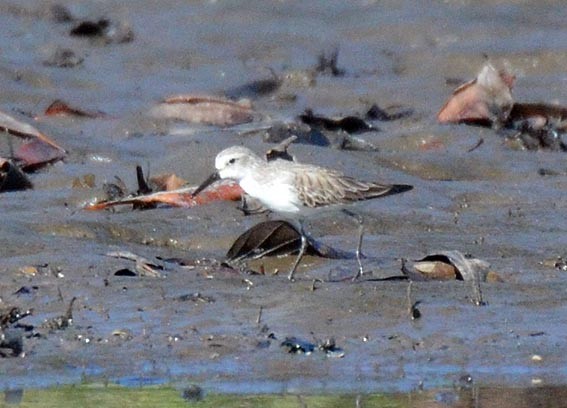 Sanderling - ML642368871
