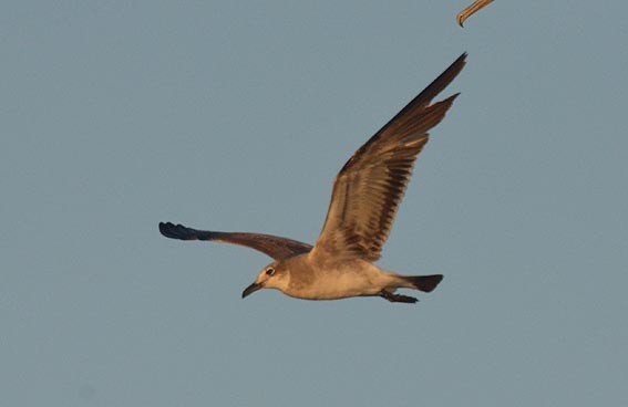 Laughing Gull - ML642368876
