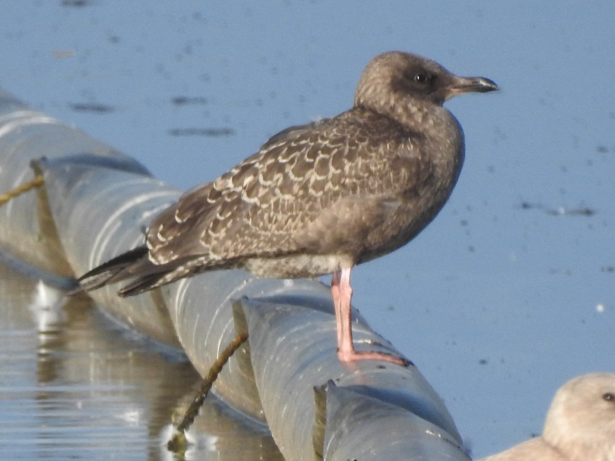 Gaviota Argéntea Americana - ML642368879