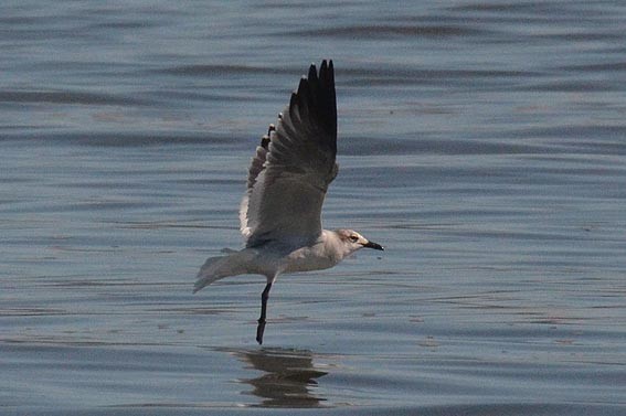 Laughing Gull - ML642368880