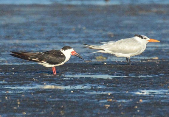 Black Skimmer - ML642368882