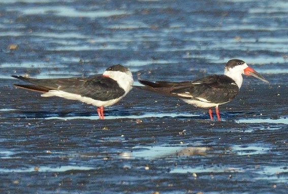 Black Skimmer - ML642368891