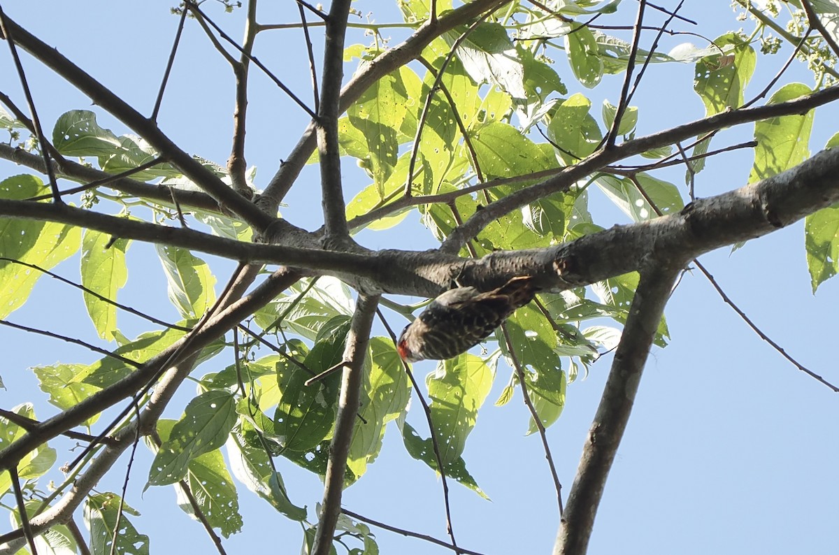 Sulawesi Pygmy Woodpecker - ML642368893