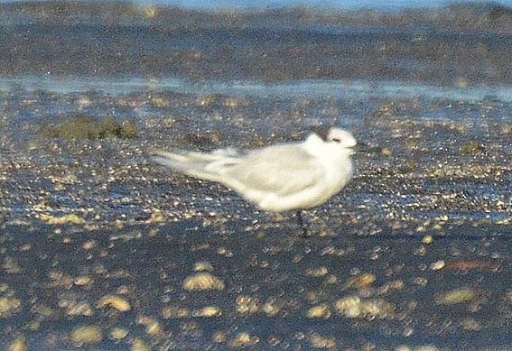 Sandwich Tern - ML642368894