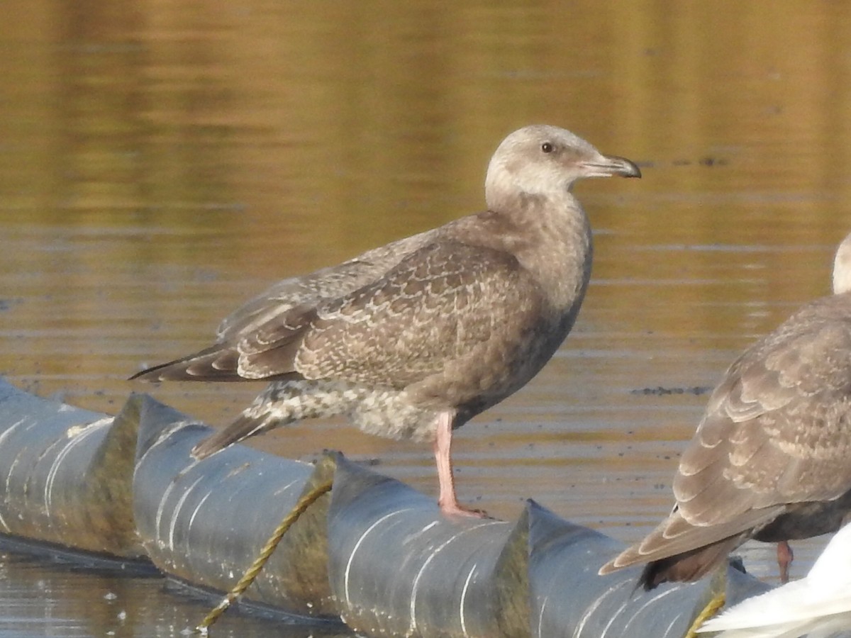 Gaviota Argéntea Americana - ML642368895