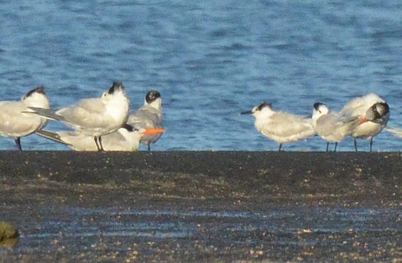 Sandwich Tern - ML642368898