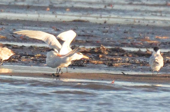 Royal Tern - ML642368904