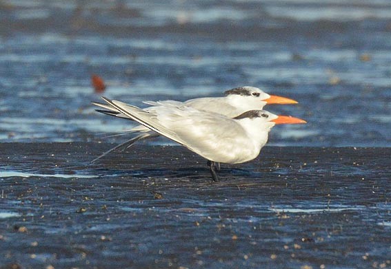 Royal Tern - ML642368912