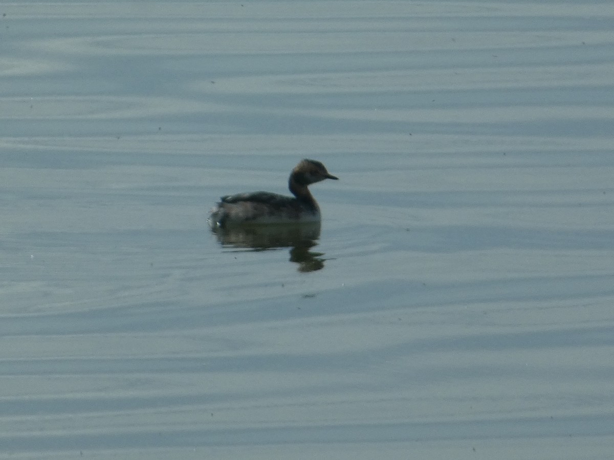 Horned Grebe - ML642368914