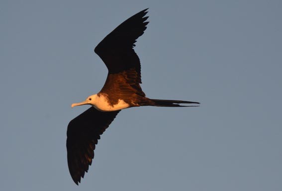 Magnificent Frigatebird - ML642368915