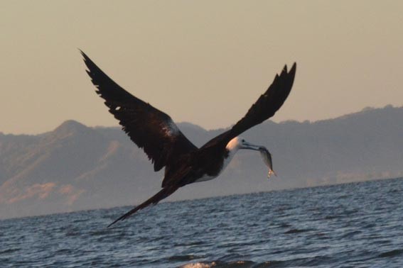 Magnificent Frigatebird - ML642368918