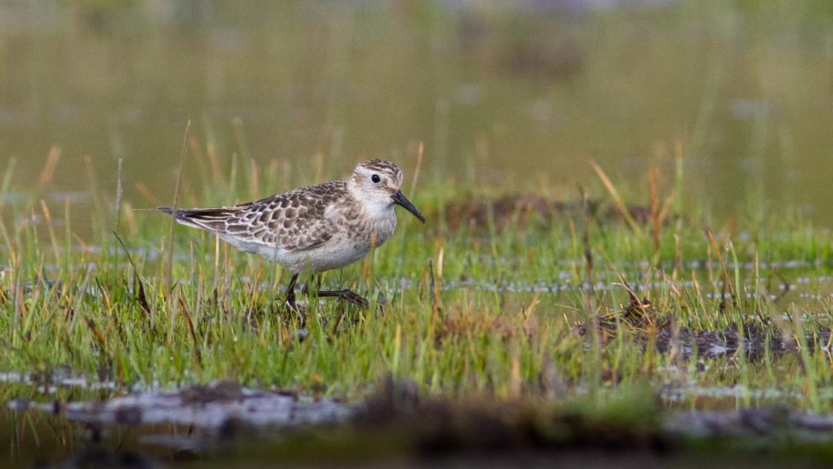 Baird's Sandpiper - ML642368919