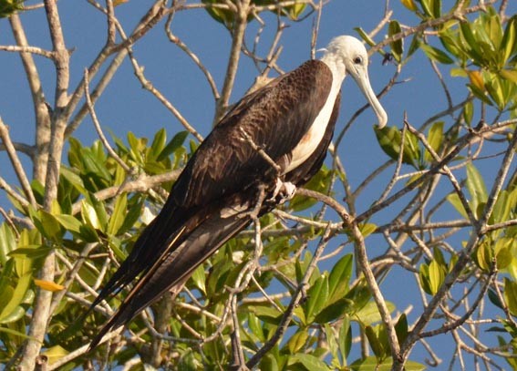 Magnificent Frigatebird - ML642368921