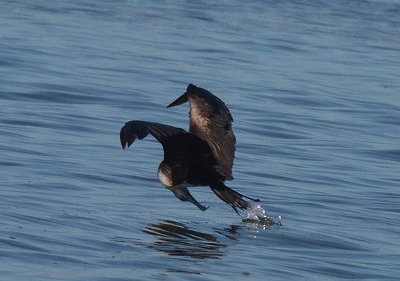 Magnificent Frigatebird - ML642368923
