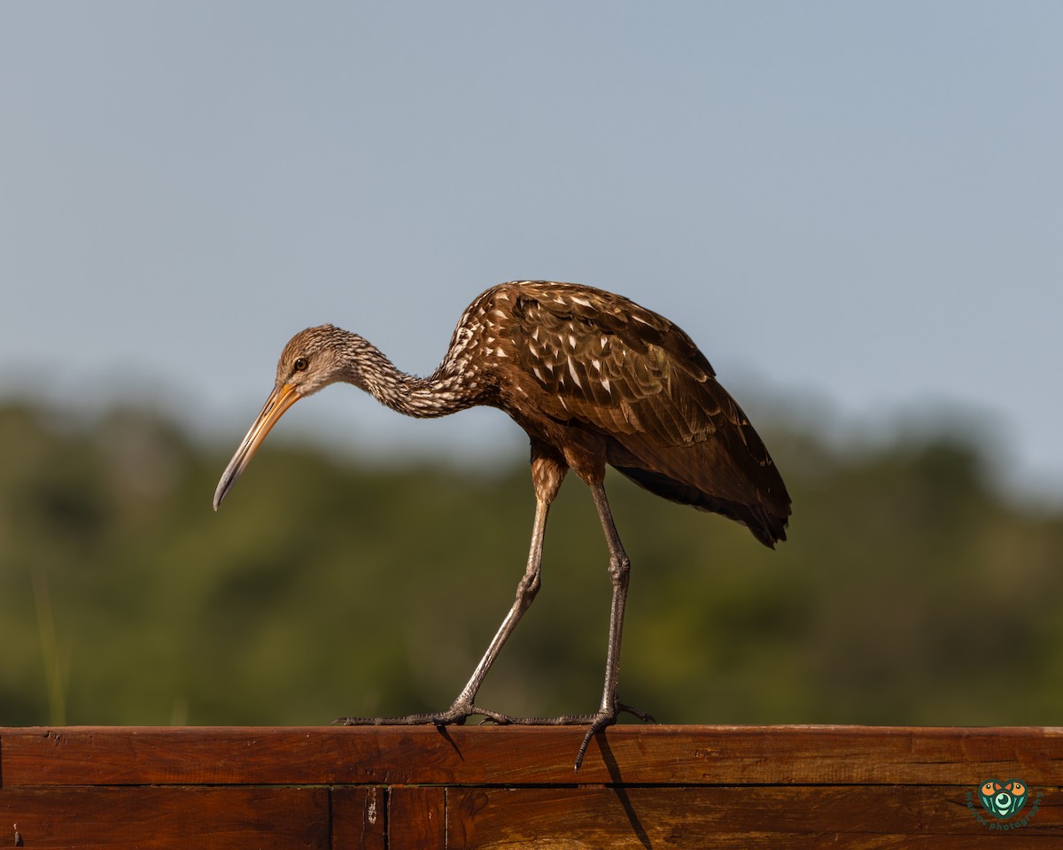Limpkin - ML642368935