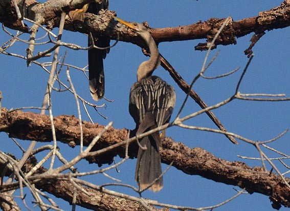Anhinga d'Amérique - ML642368950