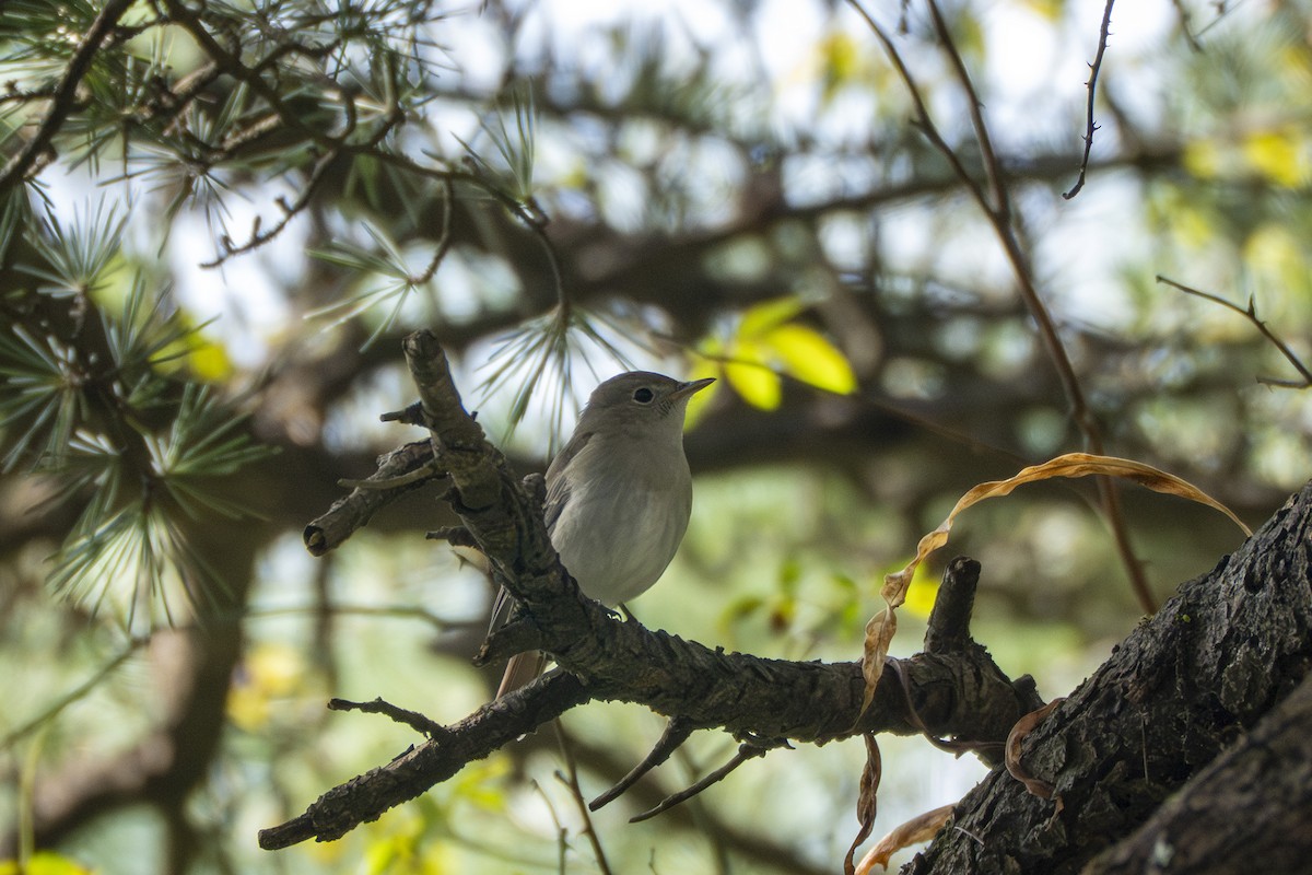 Slaty-blue Flycatcher - ML642368953