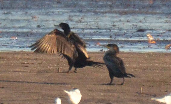 Cormoran vigua - ML642368956