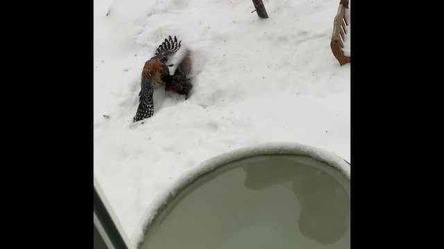 American Kestrel - ML642368958