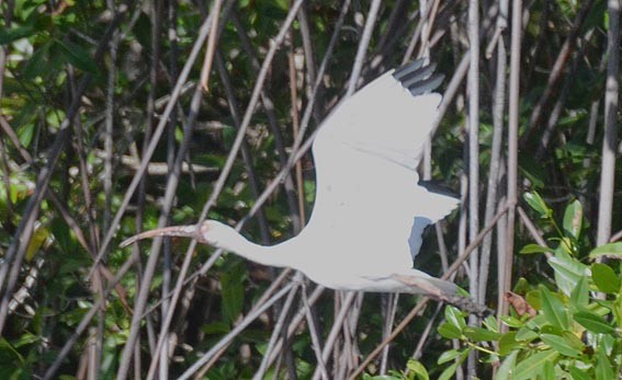 Ibis blanc - ML642368959