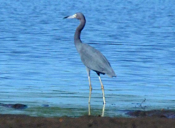 Aigrette bleue - ML642368982