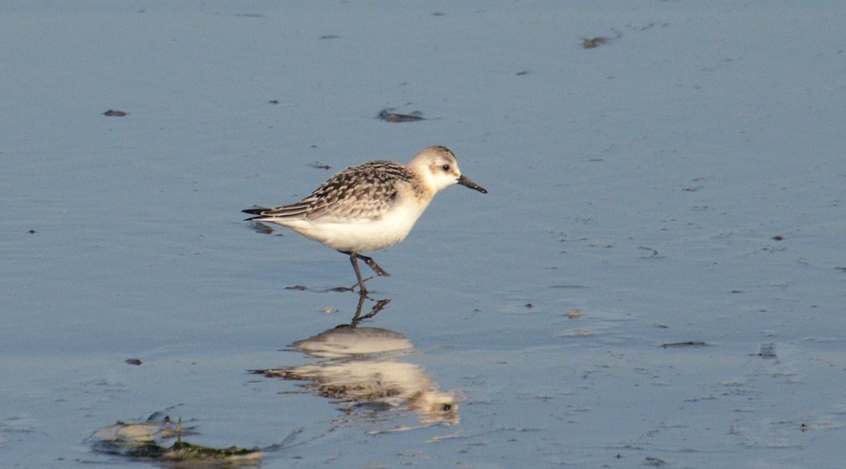 Sanderling - ML642368984