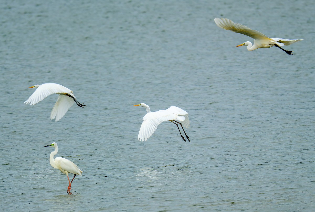 Цасч дэглий - ML642368994