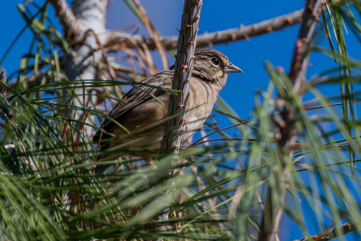 Rufous-crowned Sparrow - ML642369001