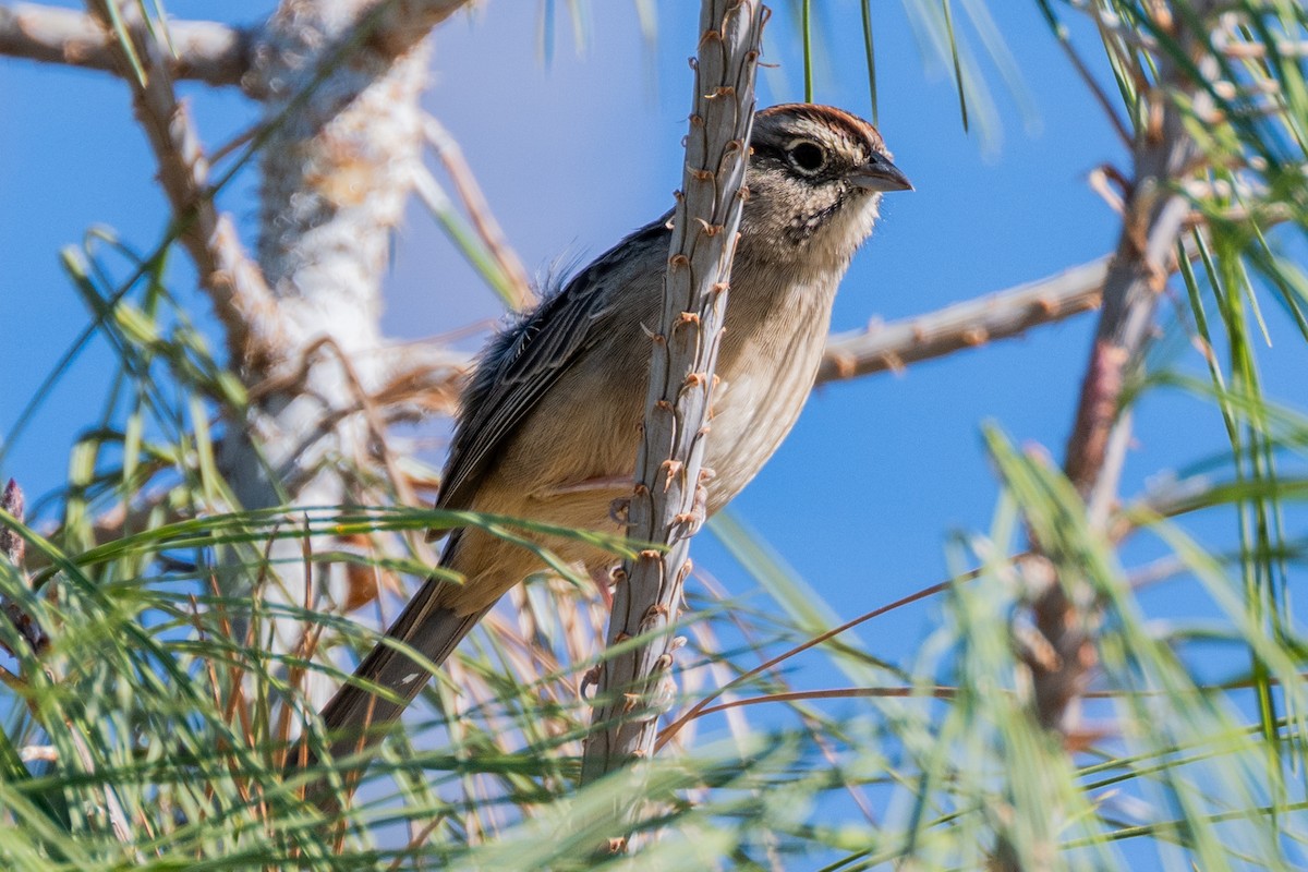 Rufous-crowned Sparrow - ML642369002