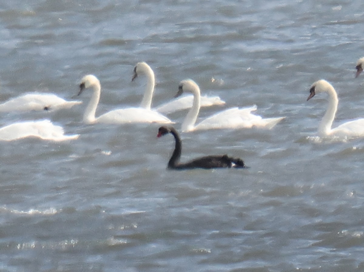 Black Swan - ML642369014