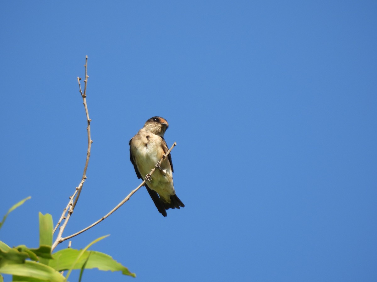 Tree Martin - ML642369015