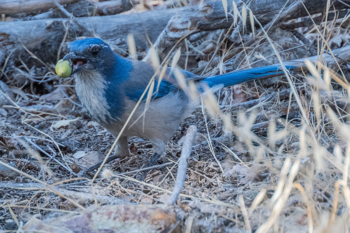 California Scrub-Jay - ML642369016