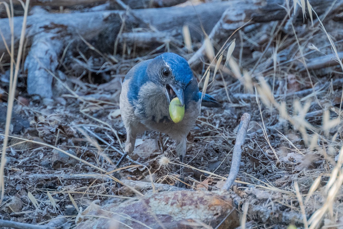 California Scrub-Jay - ML642369017