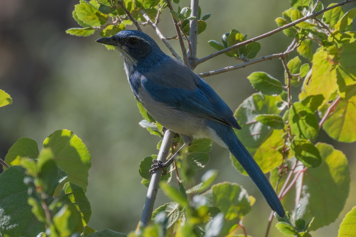 California Scrub-Jay - ML642369018