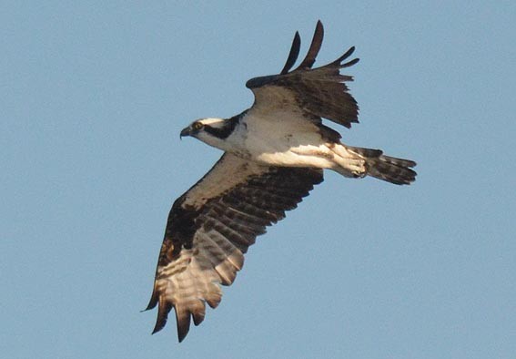 Balbuzard pêcheur - ML642369033