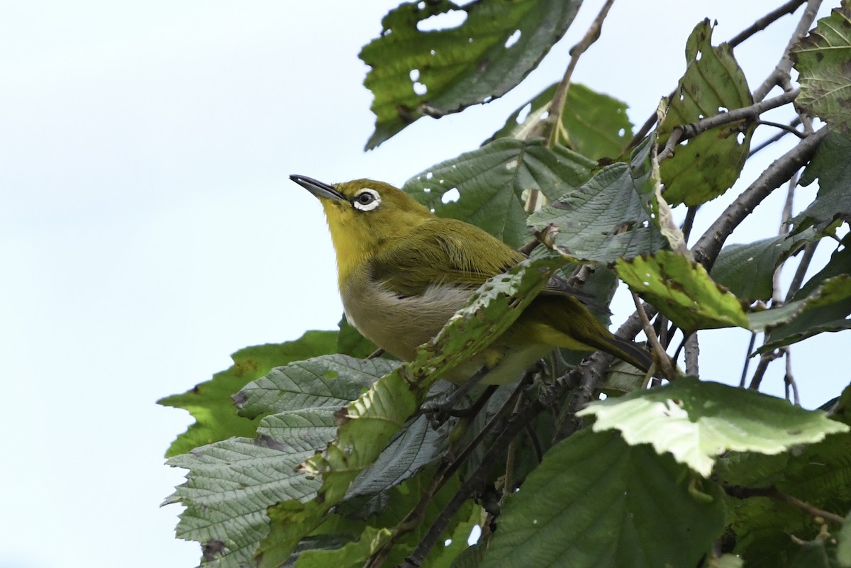 Warbling White-eye - ML642369036