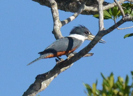 Martin-pêcheur à ventre roux - ML642369037