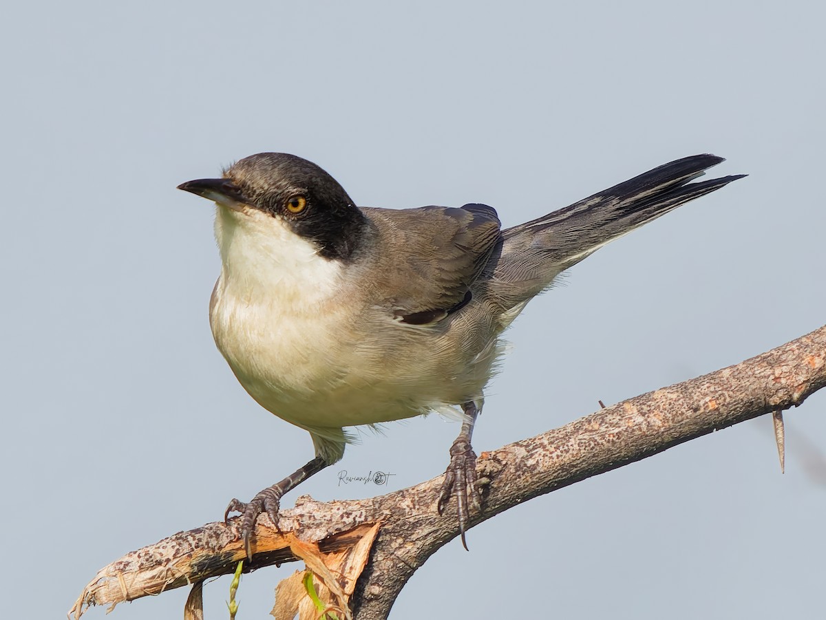 Eastern Orphean Warbler - ML642369038