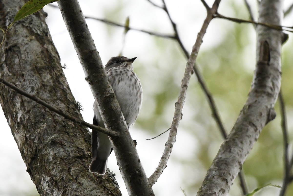 Gray-streaked Flycatcher - ML642369039