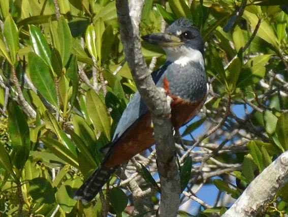 Martin-pêcheur à ventre roux - ML642369040