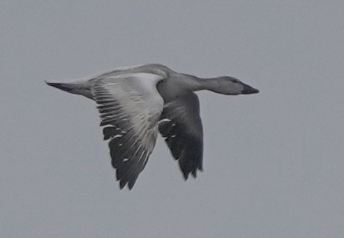snøgås - ML642369056